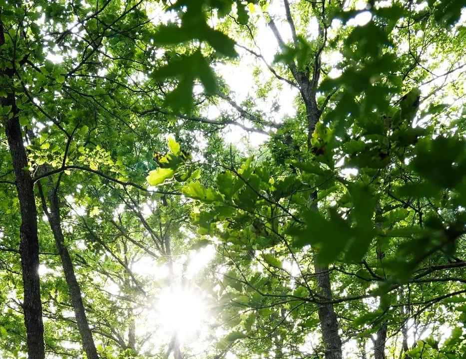 Sunlight shining through tall green trees in a forest